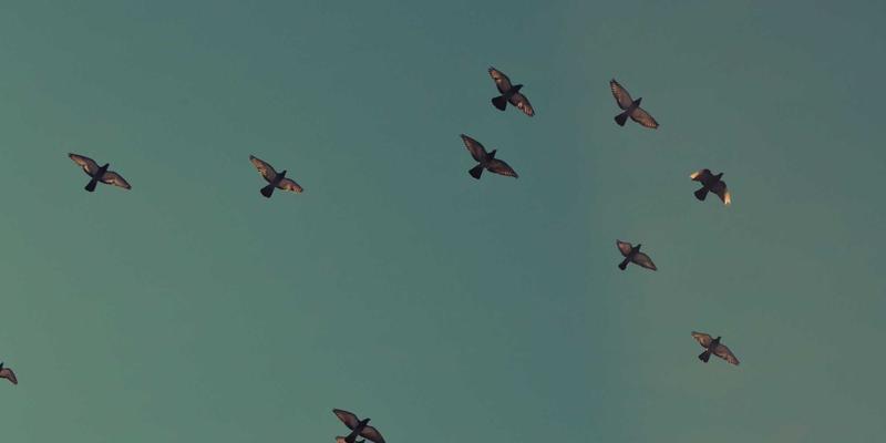 婚恋平台避坑指南：如何在安全与匹配之间找到真爱？